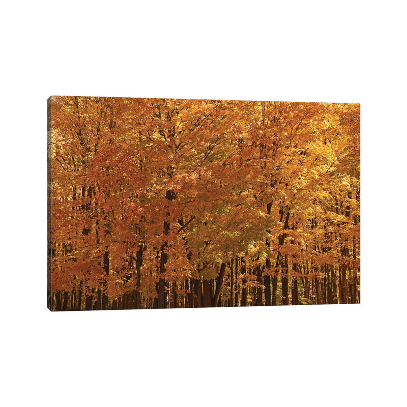 Maple Forest At Peak by Brian Wolf - Wrapped Canvas Print, 66.04 cm H x 45.72 cm W x 1.91 cm D