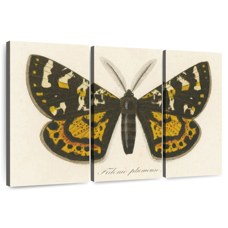 Brampt Natures Butterfly V, 24" H x 38" W