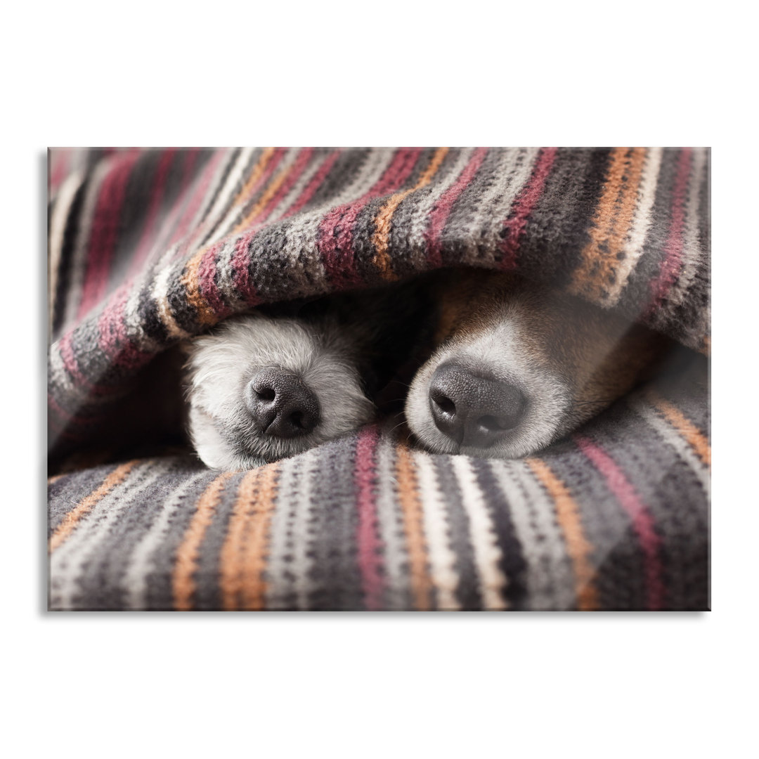 Dog Snouts Under a Blanket - Unframed Photograph on Glass