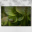 Toile tendue Arboreal Refuge-Gallery-832907217
