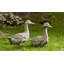 Quackers Statue-498579991