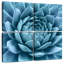 Agave bleu argenté Harnek-109154179