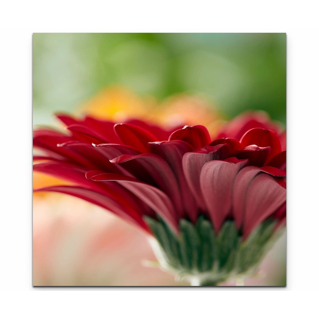 Leinwandbild Rote Gerbera – Nahaufnahme