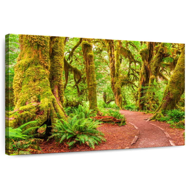 Mossy Hoh Rainforest Trees, 30" H x 45" W