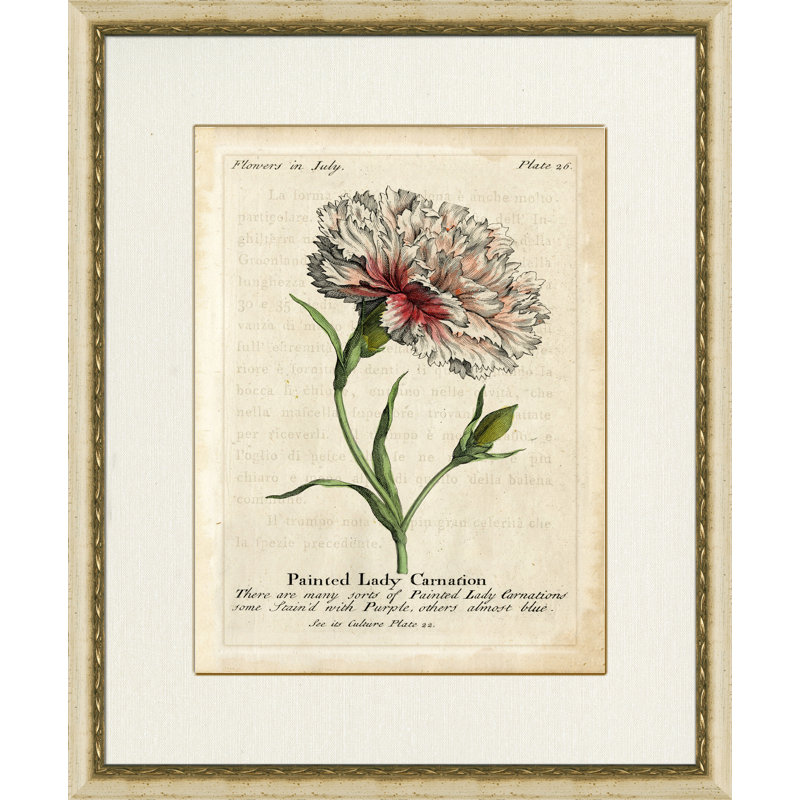 Painted Lady Carnation Painting