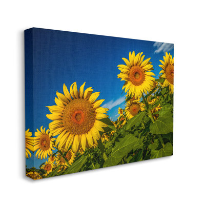 «Gorgeous Sunflower Field Summery Blue Clouds Sky» par Steve Smith - Photographie de cadre flottant sur toile