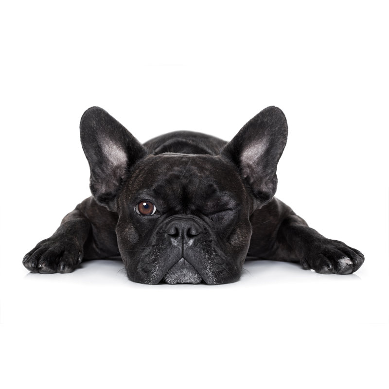 Chien regardant par Damedeeso - photographie sur toile tendue, L 36 po x H 24 po
