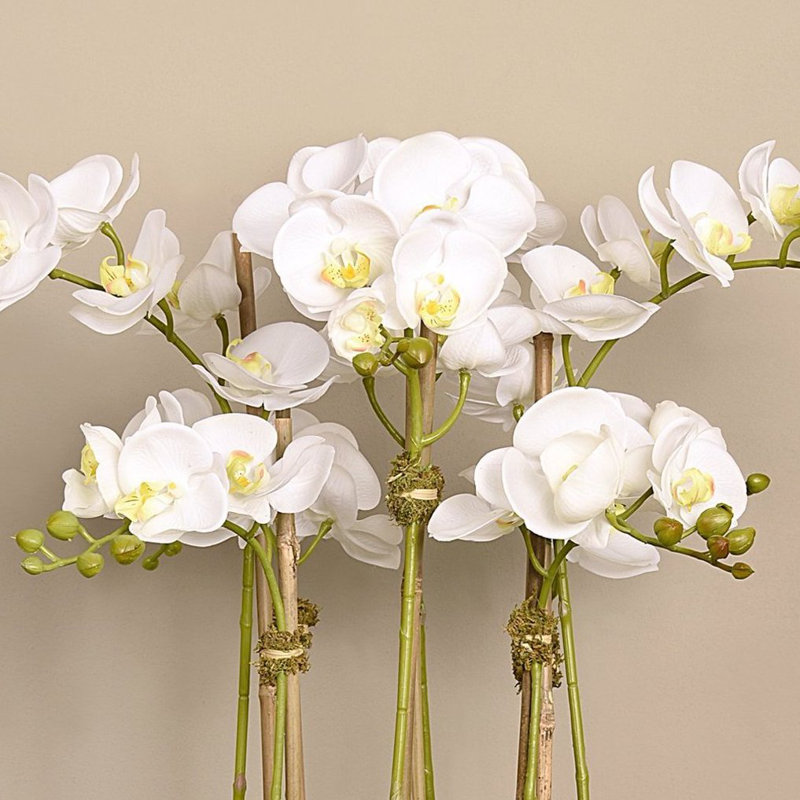 Orchid Floral Arrangement in Planter, 24" x 18", White, Gold
