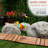 21"H Quirky Metal Rainbow Bird Decor, Animal Statue