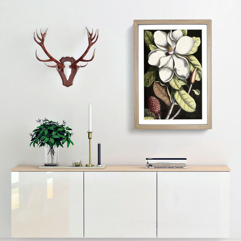 A Laurel Magnolia Tree by Mark Catesby - Framed Print, Oak Framed, 48cm H x 36cm W x 2cm D