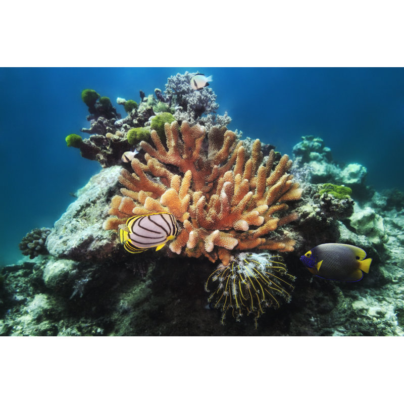 Angelfish and Coral Reef par Tunart, H 8 po x l 12 po