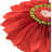 Floral Reversible Throw Pillow-697643615