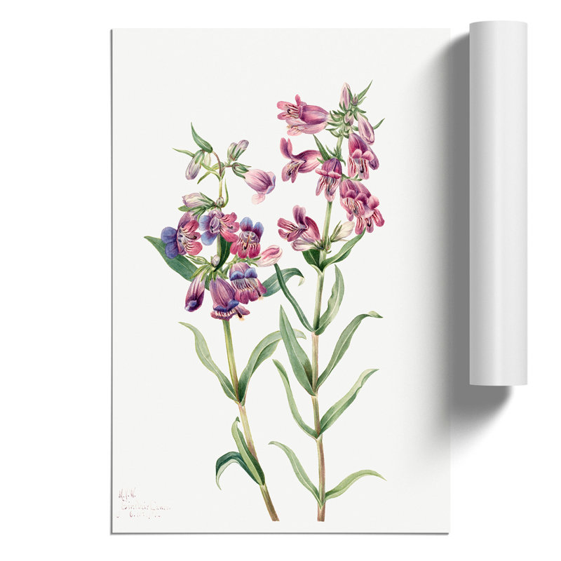 Prairie Pentstemon by Mary Vaux Walcott - Frameless Print, 30cm H x 21cm W x 0.1cm D