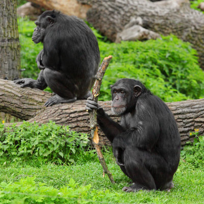Deux chimpanzés - photographie sur toile tendue