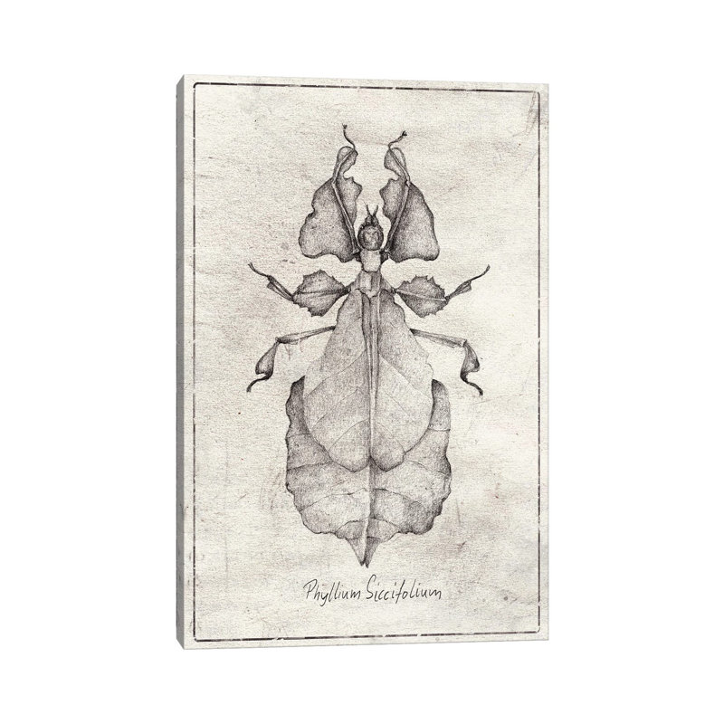 Phyllium Siccifolium by Mike Koubou - Wrapped Canvas Print, 20.32 cm H x 30.48 cm W