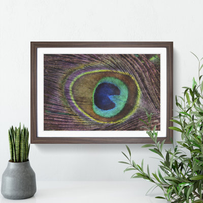 Peacock Feather - Picture Frame Graphic Art