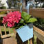 Andropolis Metal Railing Planter-389108486