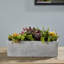 Sydnee 19cm Succulent in Cement Planter