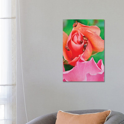 Ladybugs On A Rose IV by Susan Vizvary - Wrapped Canvas Print