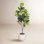 84" Fiddle Leaf Fig Tree in Planter