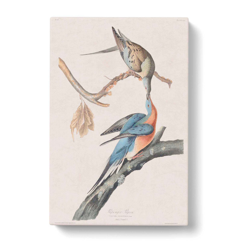 Passenger Pigeons - Wrapped Canvas Print, 76cm H x 50cm W x 3cm D