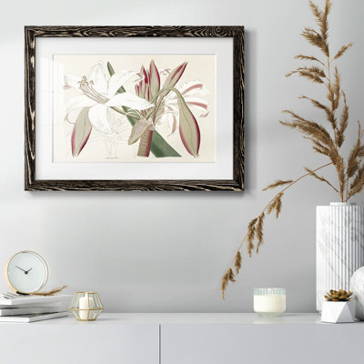 " Amaryllis Varietals II "
