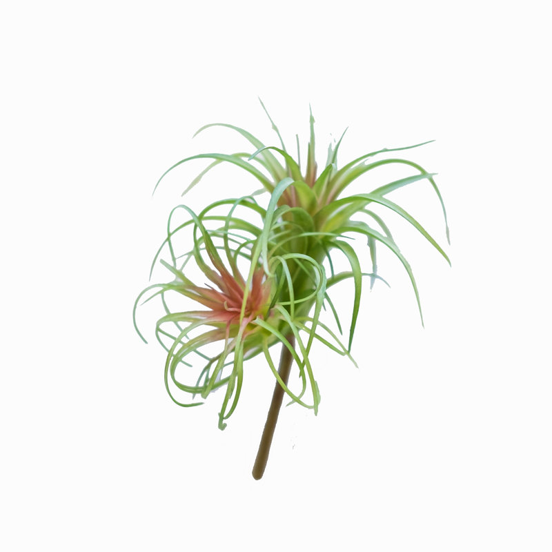 Succulent air