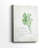 Fresh Parsley -Gallery Wrapped Cavas-1148753432