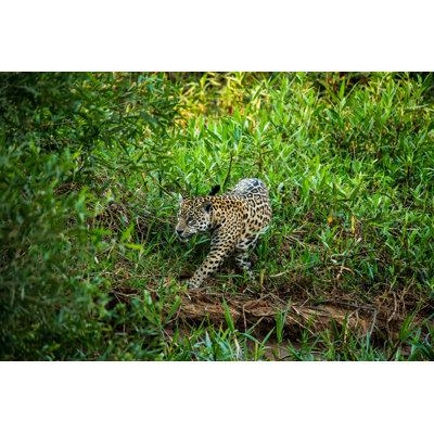 Jaguar sauvage dans le Pantanal au Brésil par Seppfriedhuber