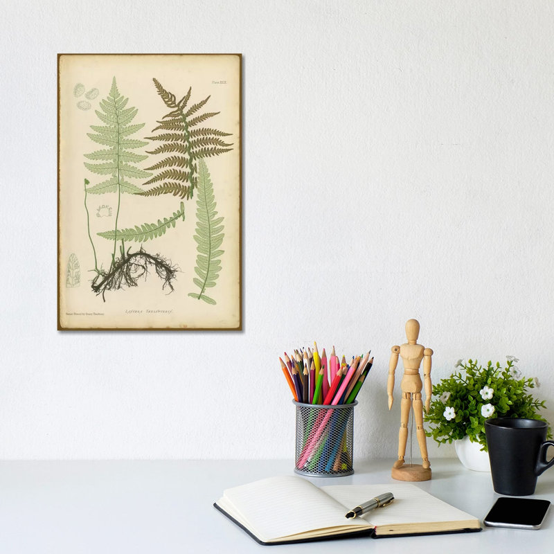 Lastrea Thelypteris - Wrapped Canvas Print, 20.32 cm H x 30.48 cm W