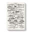 Study of Fish LXL by Oliver Goldsmith - Wrapped Canvas Drawing - Wrapped Canvas-55338477