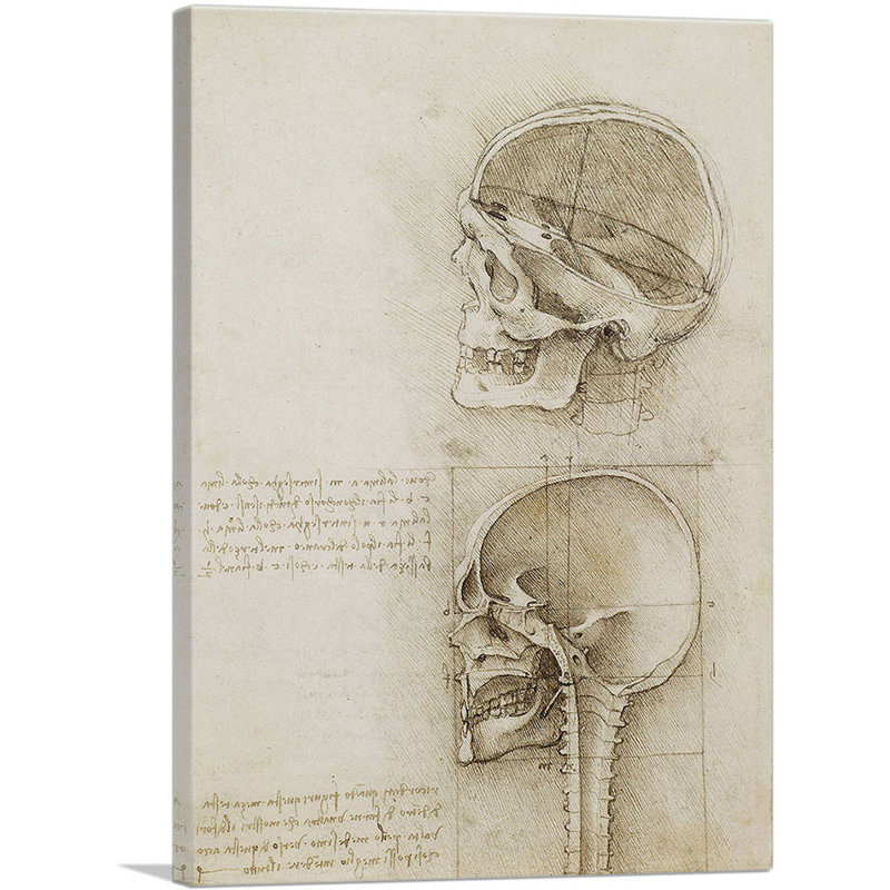 Études du corps humain, crâne - impression, H 26 po x l 18 po x P 0,75 po
