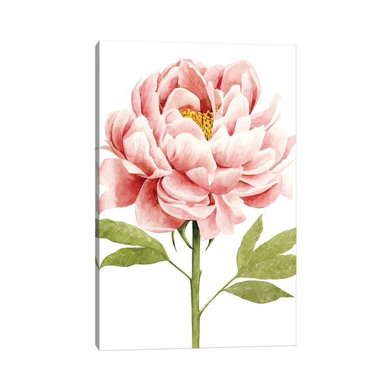 Watercolour Peony II - Wrapped Canvas Print, 20.32 cm H x 30.48 cm W
