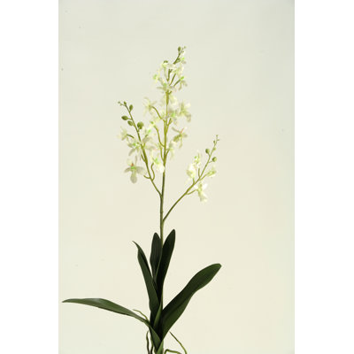 Tige d'orchidée Dendrobium