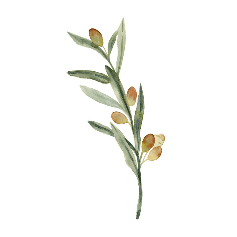 Sweet Olive Branch III - Painting, Black Floater Framed, 76 cm H x 51 cm W