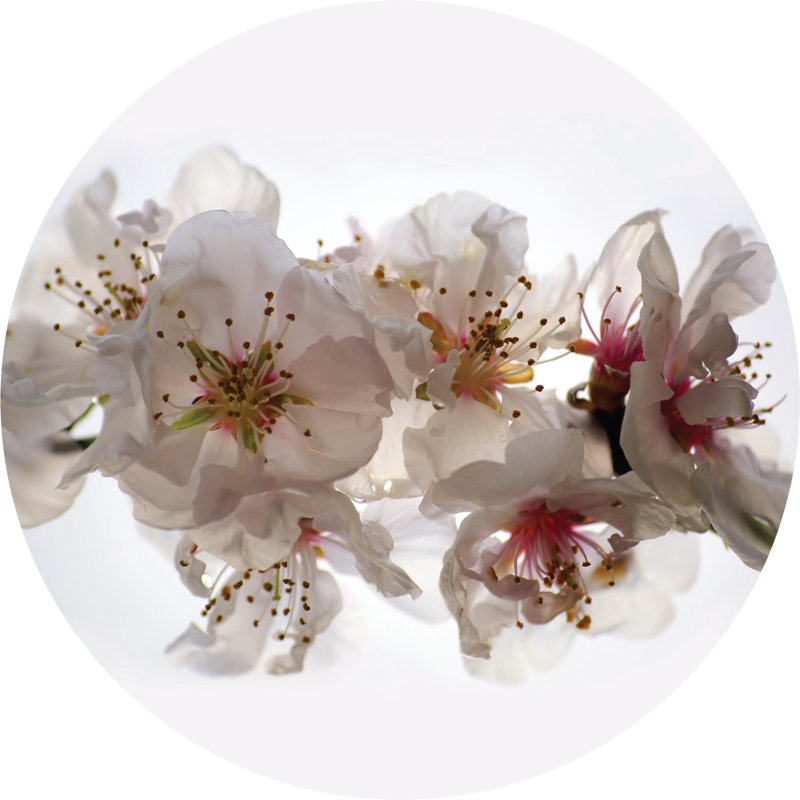 Peel & Stick Floral Wall Mural