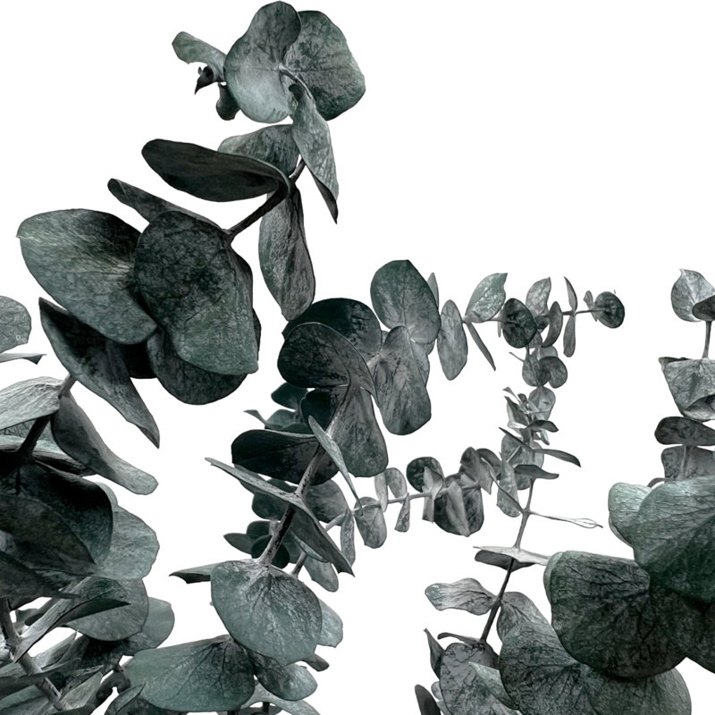 Ensemble de 4 bouquets d'eucalyptus séchés, Bleu