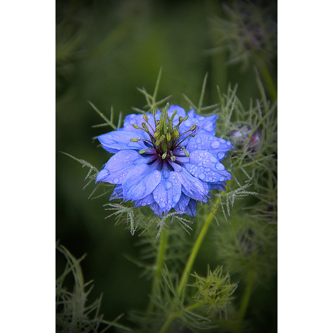 Blaue Nigella