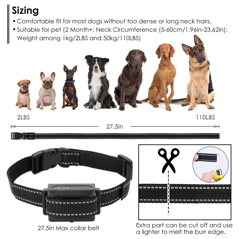 Collier de dressage pour chien
