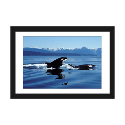 " Killer Whales Breaching In Icy Strait, Southeast Alaska " by VWPics
