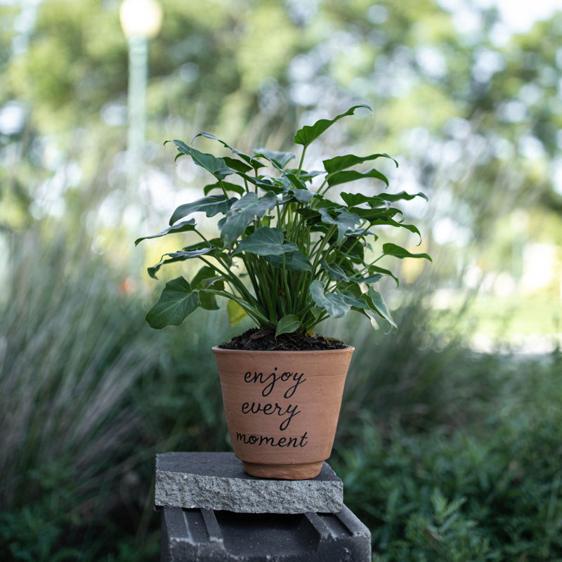 Daxia Pot Planter