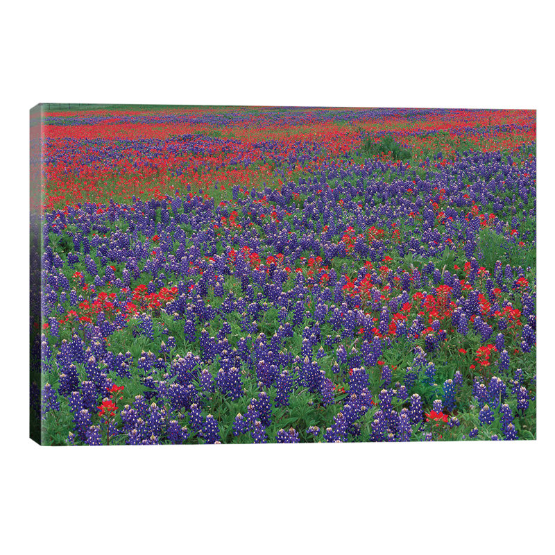 Sand Bluebonnet And Paintbrush Flowers, Hill Country, Texas I 1 Piece Wrapped Canvas Wall Art