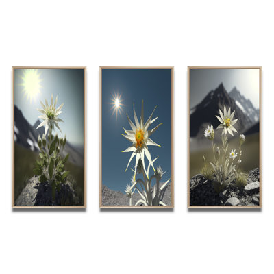 «Blossoming Edelweiss Flower Under Sun», 3 pièces