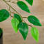 53,1 po Ficus artificiel en pot