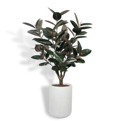 TREE RUBBER POT 5FT