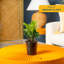 ZZ Plant in Nursery Pot