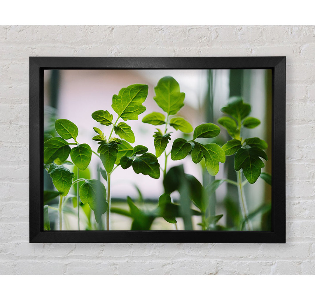 Baby Foliage Growing - Einzelner Bilderrahmen Kunstdrucke