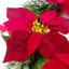 Cadiz Faux 152.4cm Wreath