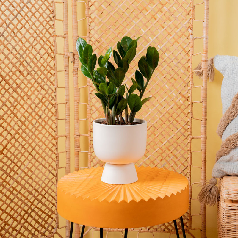 ZZ Plant in Ceramic/Wood Planter
