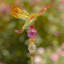 Piquet de jardin Bethlehem